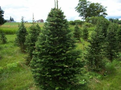 Vanderklooster Christmas Trees