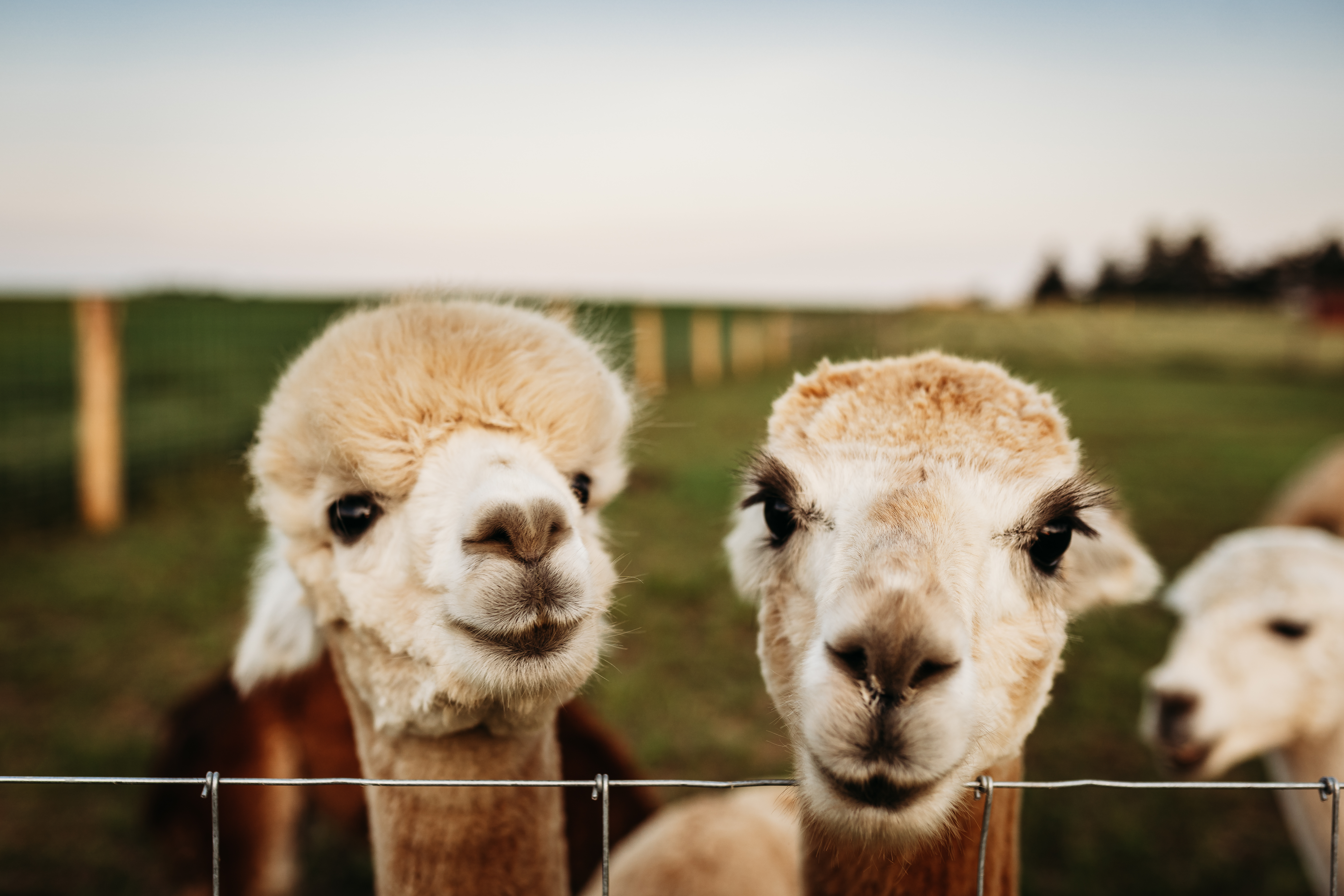 Udderly Ridiculous Farm Life Alpacas peek over fence