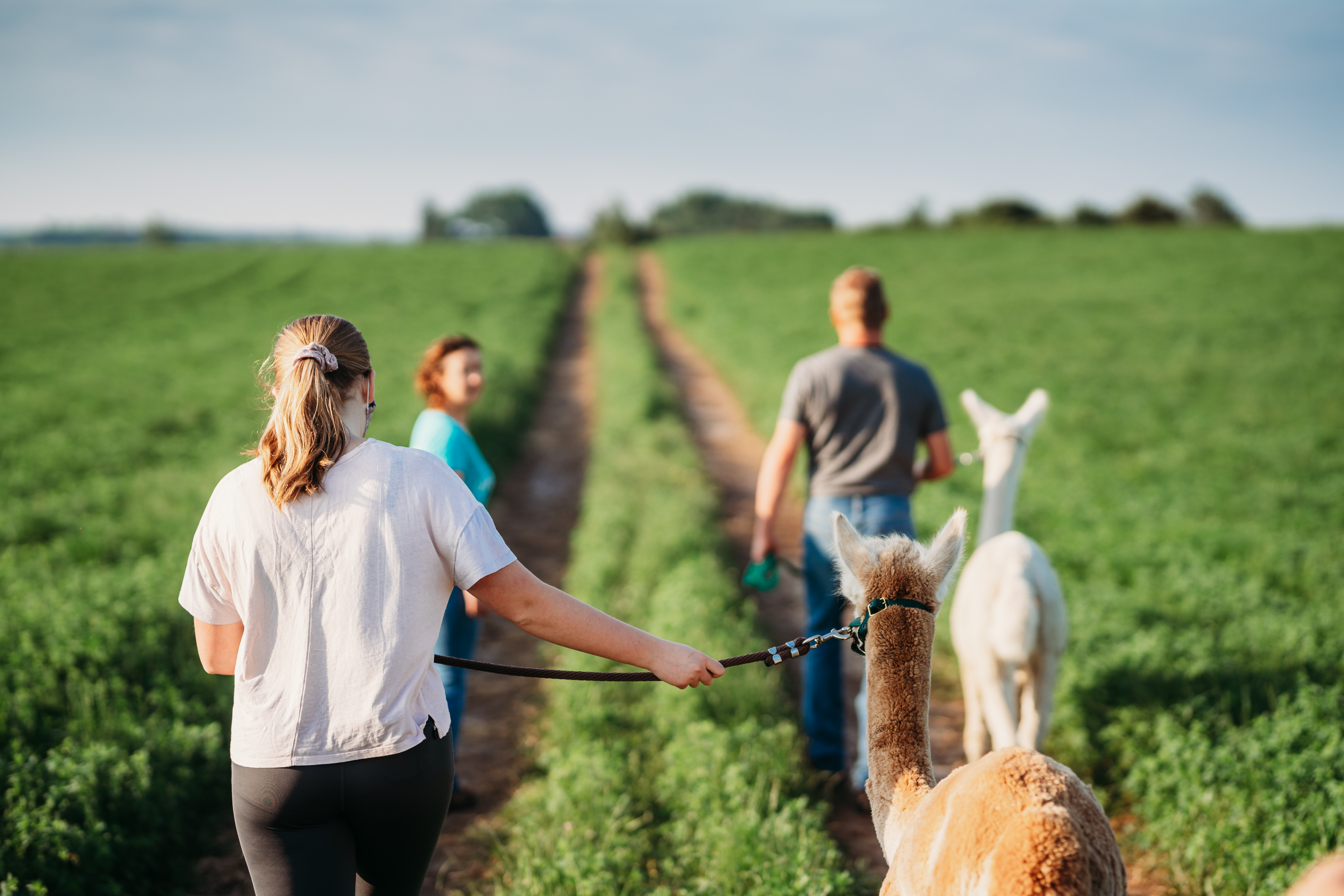 alpaca picnic at udderly ridiculous