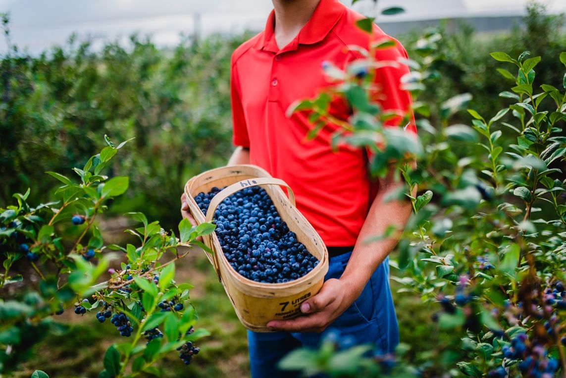 blueberries