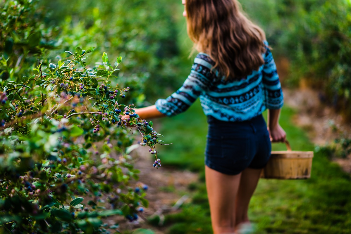 picking blueberries with a basket at berrylicious fruit farm