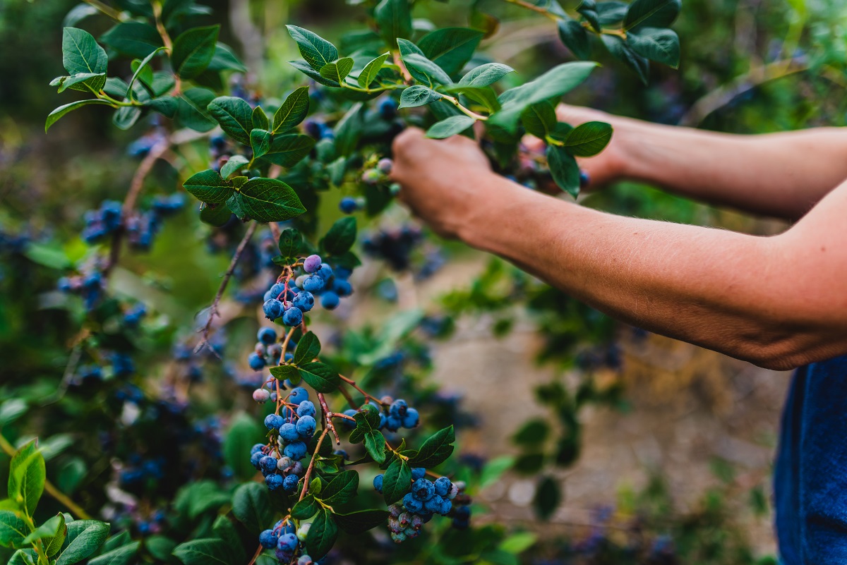 picking blueberries