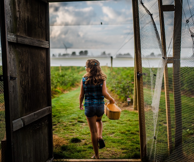 Emma entering the blueberry patch