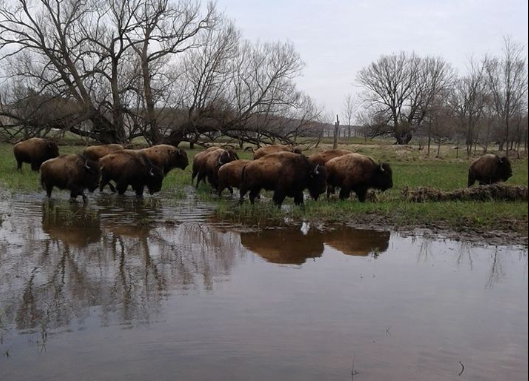 bison in the field at buffalo ben bison