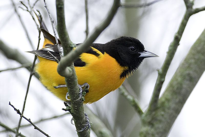 Chesney Wildnerness Area black and orange bird high up in a tree