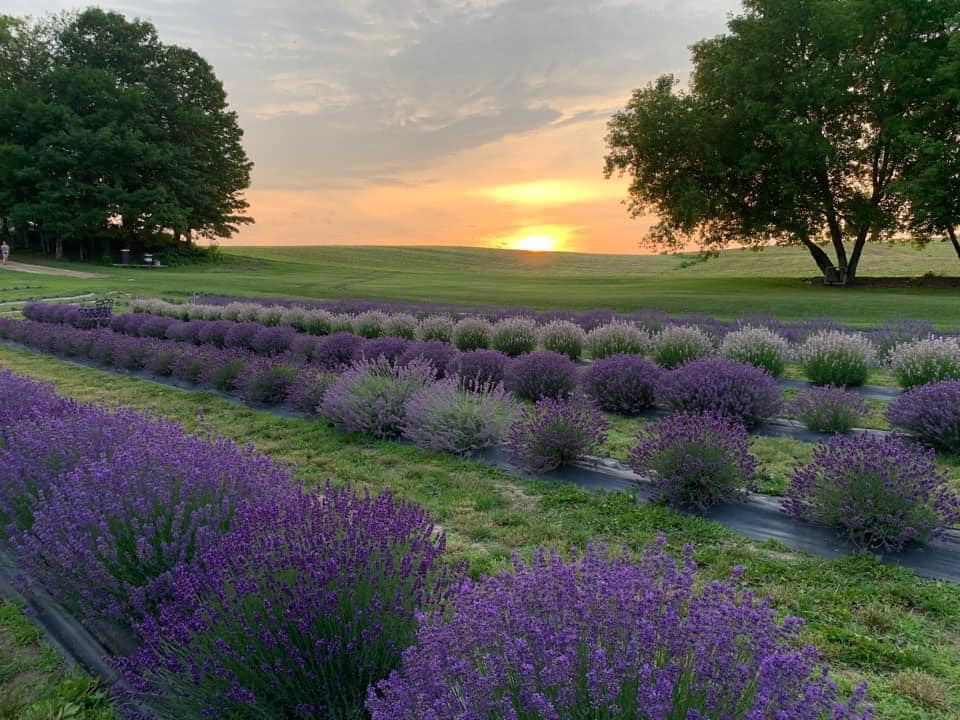 deep purple lavender field