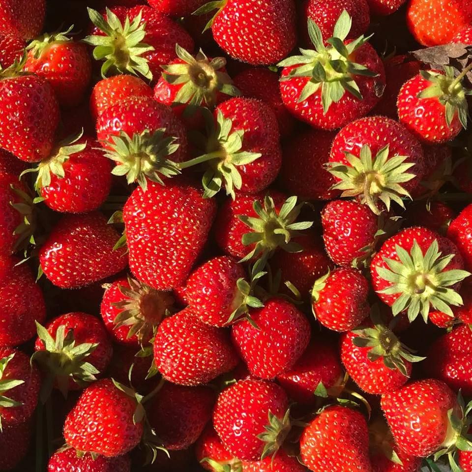 ingersoll farmers market