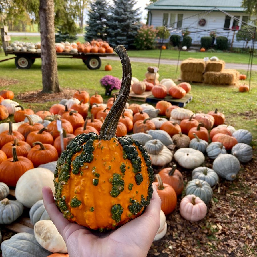 fleeing farms warty pumpkin