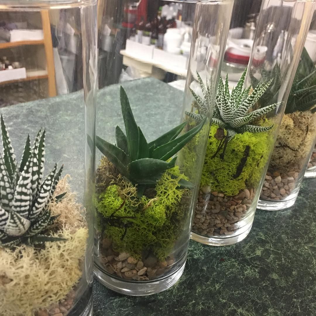 floralbudssucculents