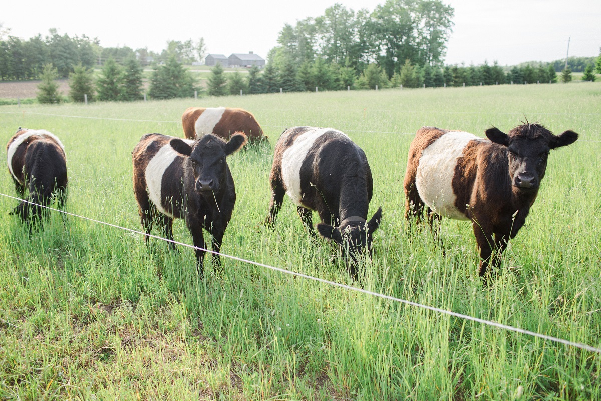 cows at greener pastures eco farm