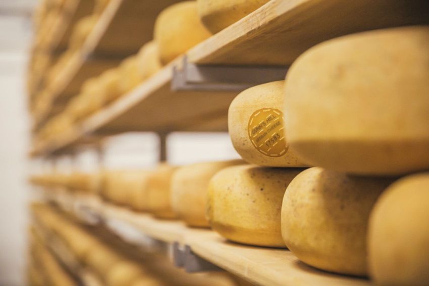 wheels of cheese aging at Gunn