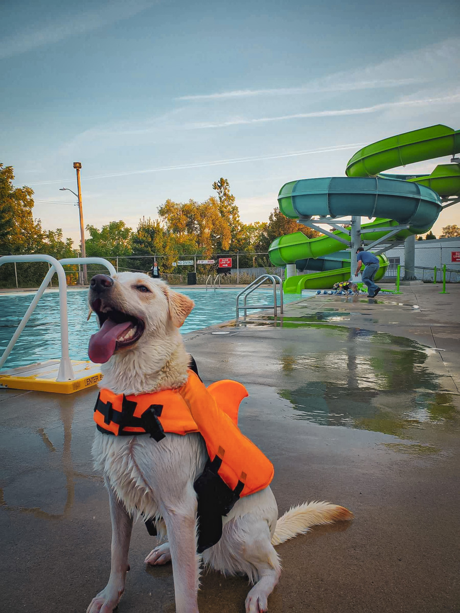White lab-shepherd in life jacket sits poolside with tongue out, tired from swimmming