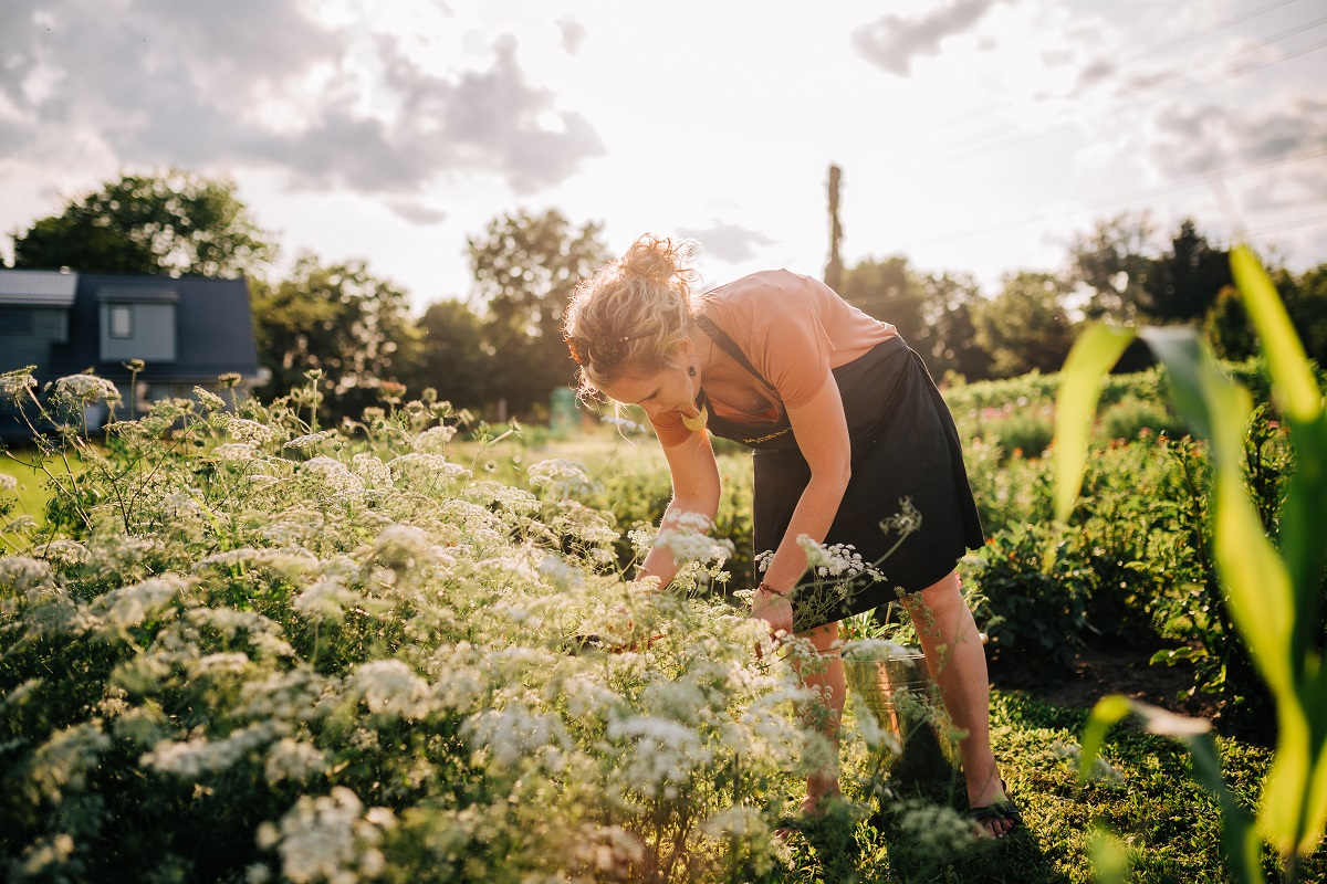 cutting flowers at makkink