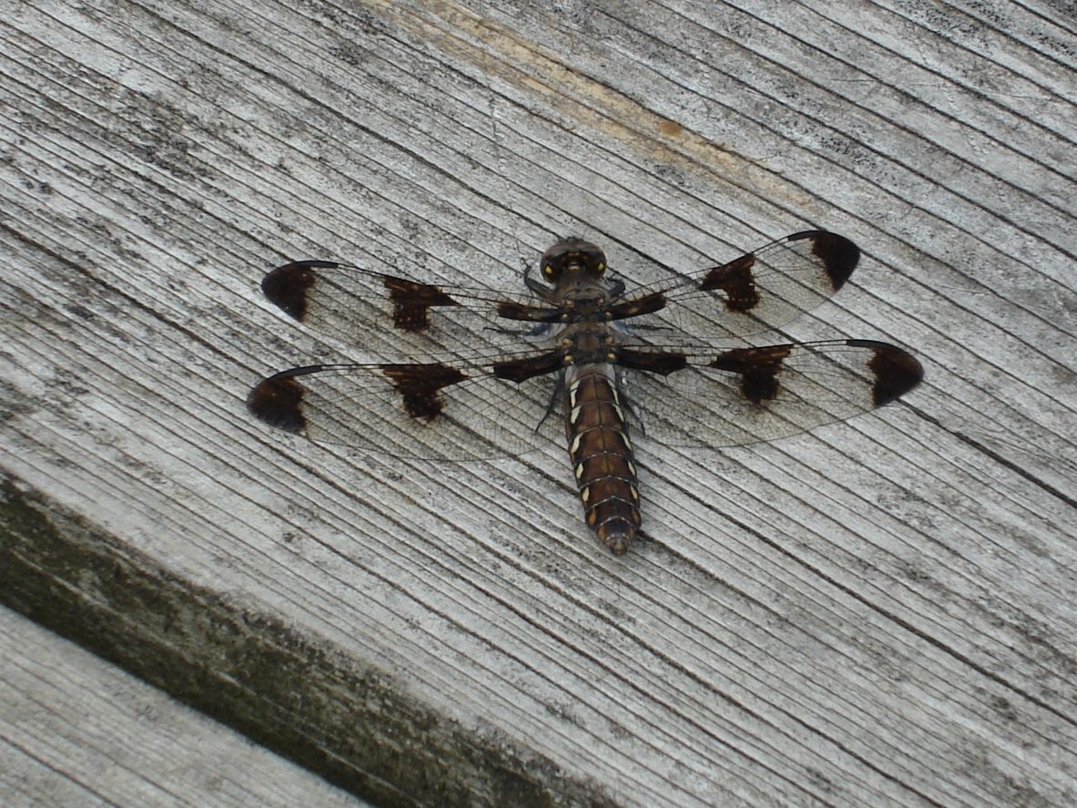 dragonfly