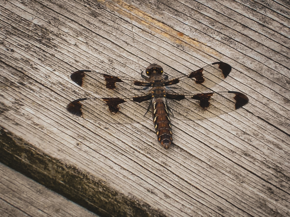 dragonfly