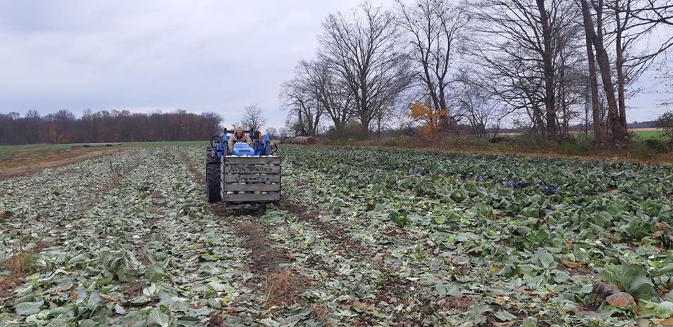 nith valley cabbage