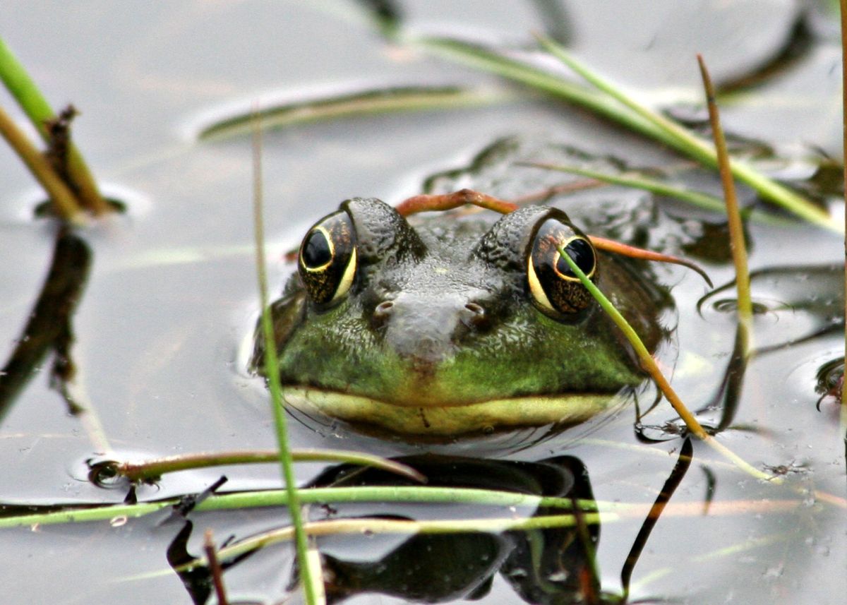 frog in the pond at norwich ca