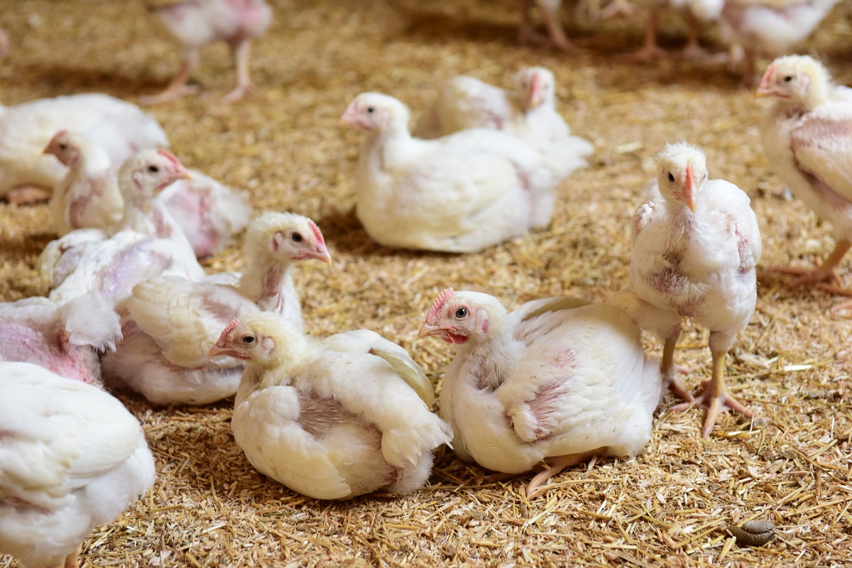 chickens