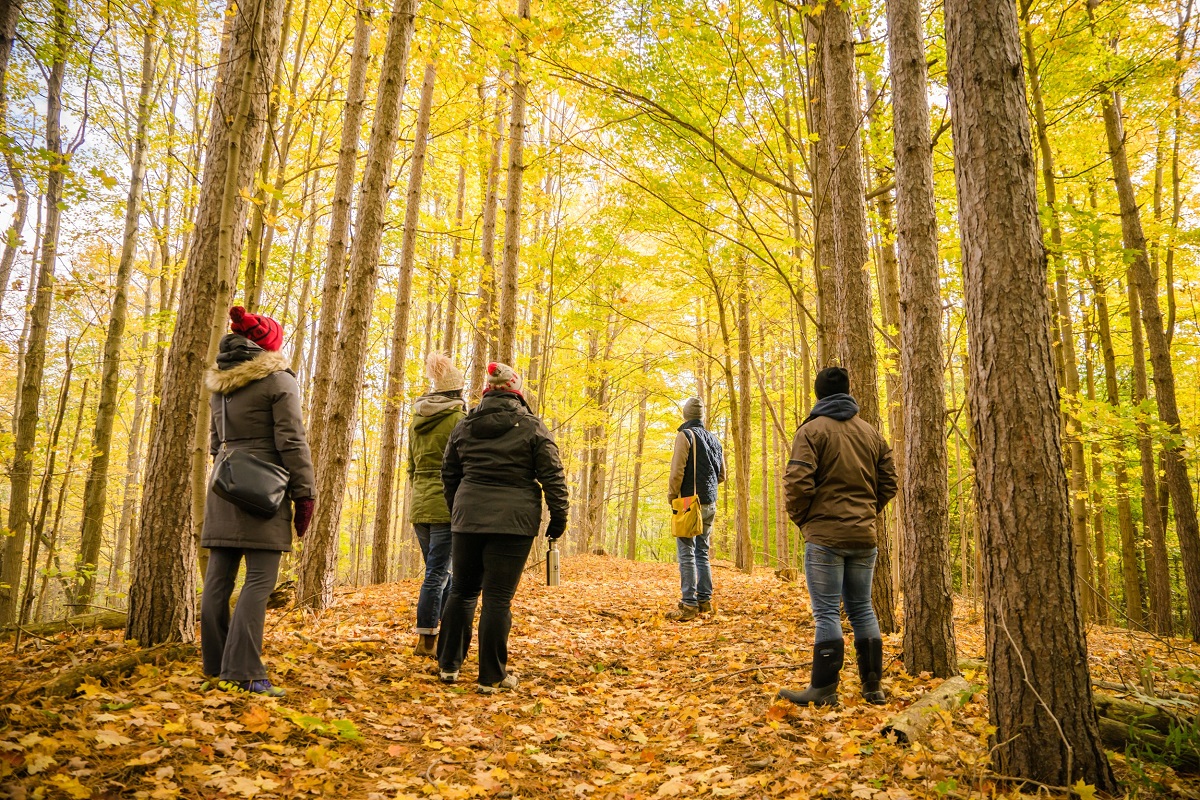 forestwalk