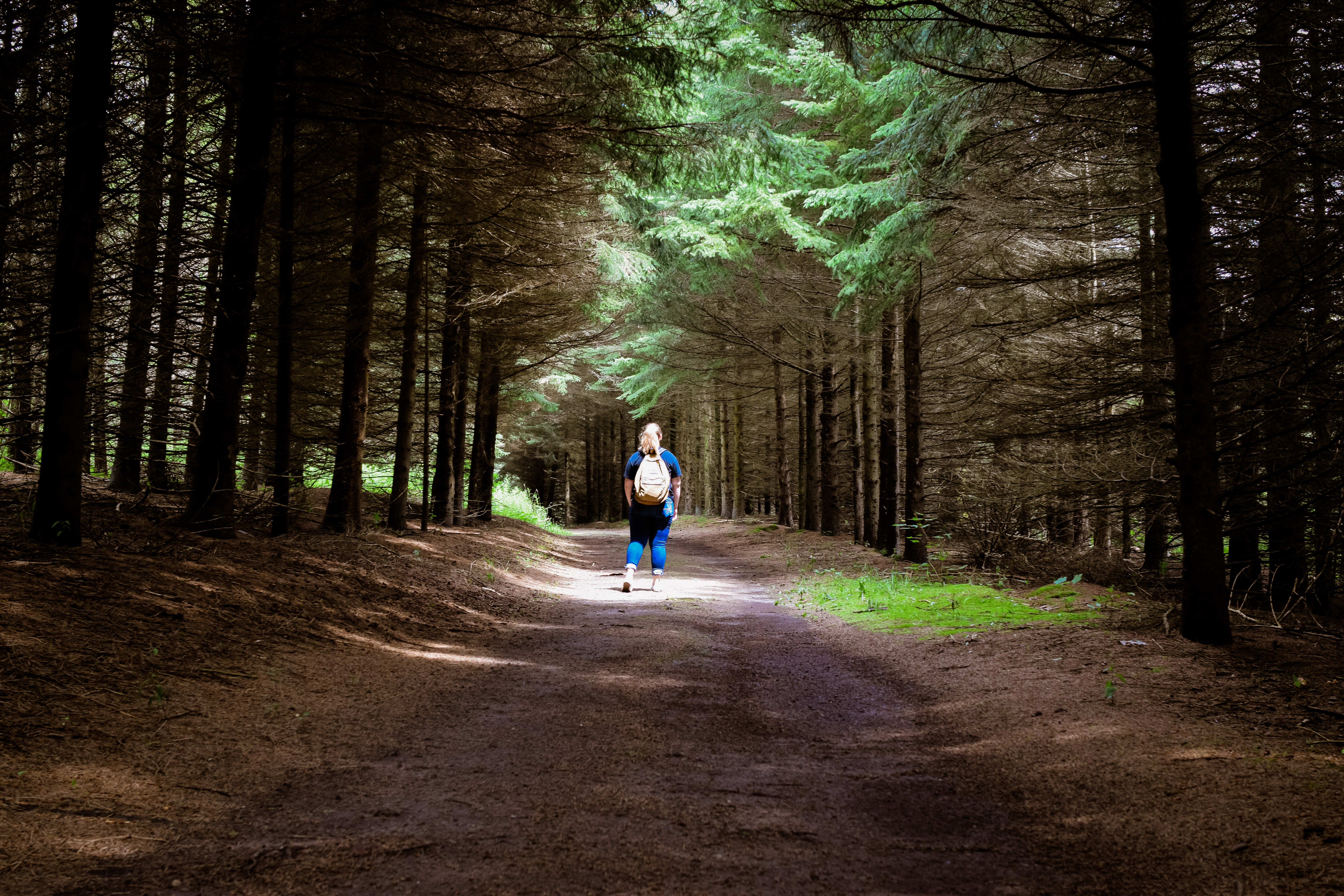 Person surrounded by tall trees in forest