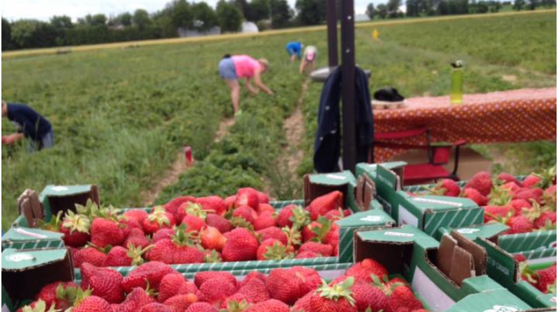 strawberrypicking