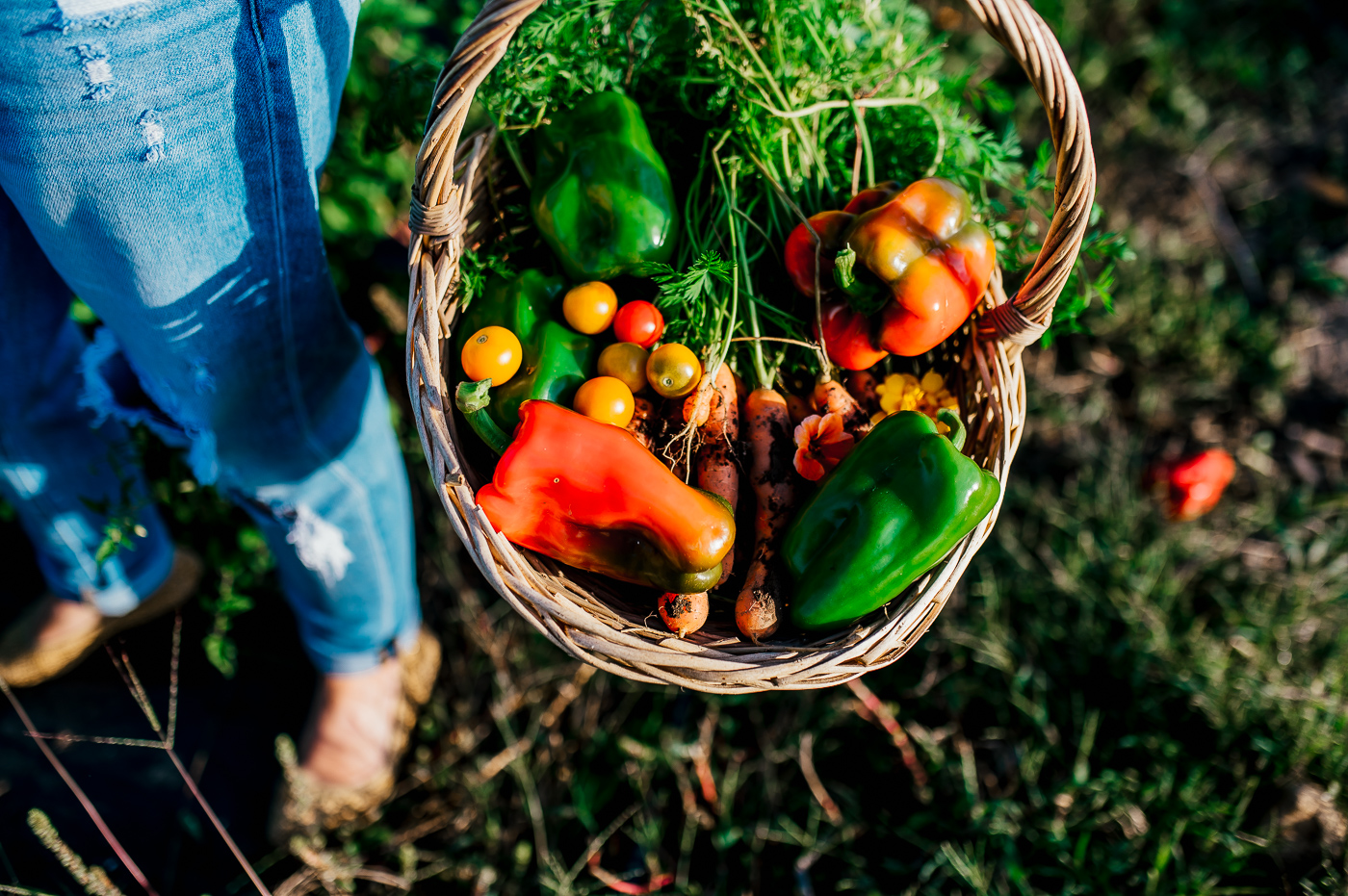 Hopeful Harvest Experience at Rising Roots Farm