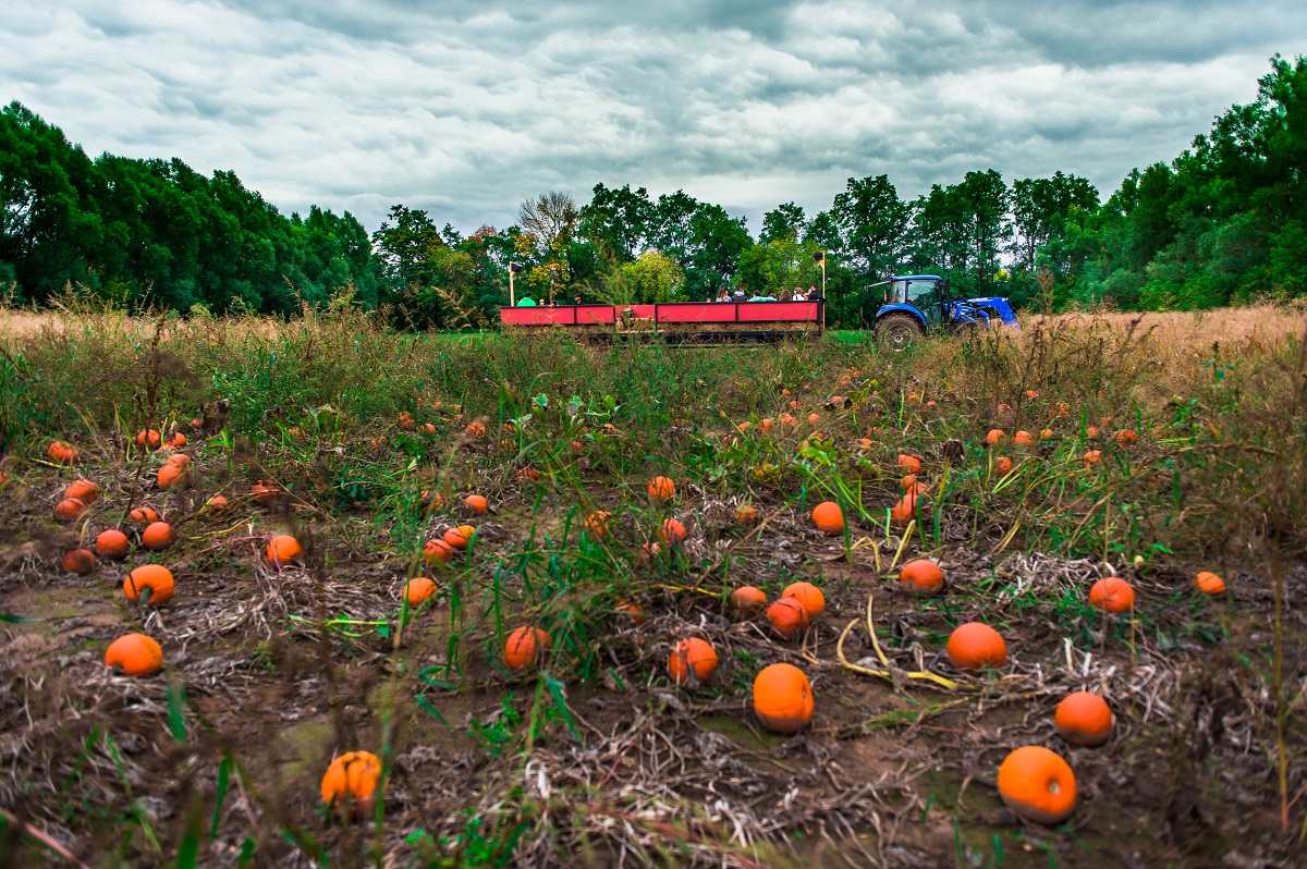 snyders pumpkin patch