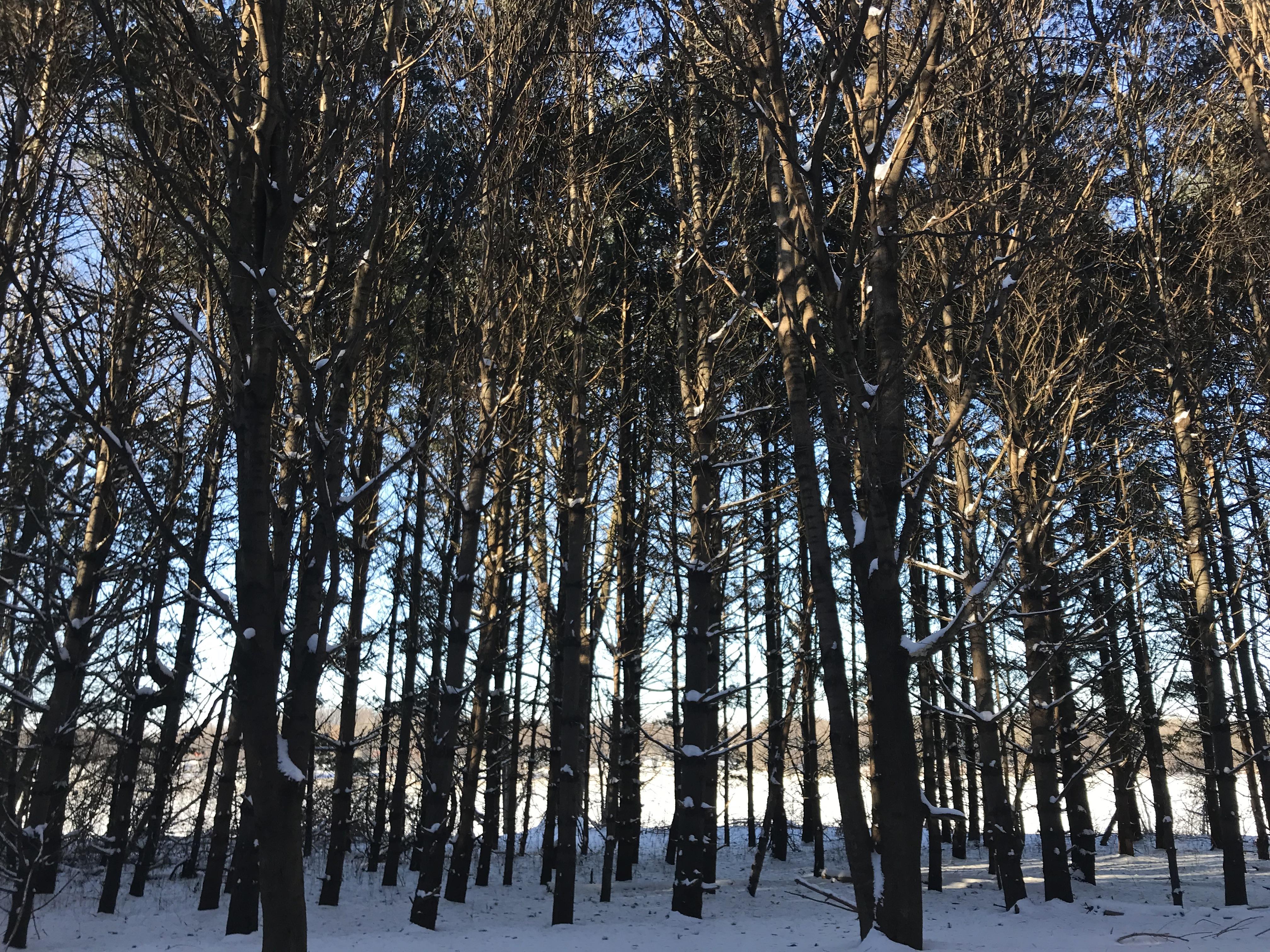 South Shore Trail