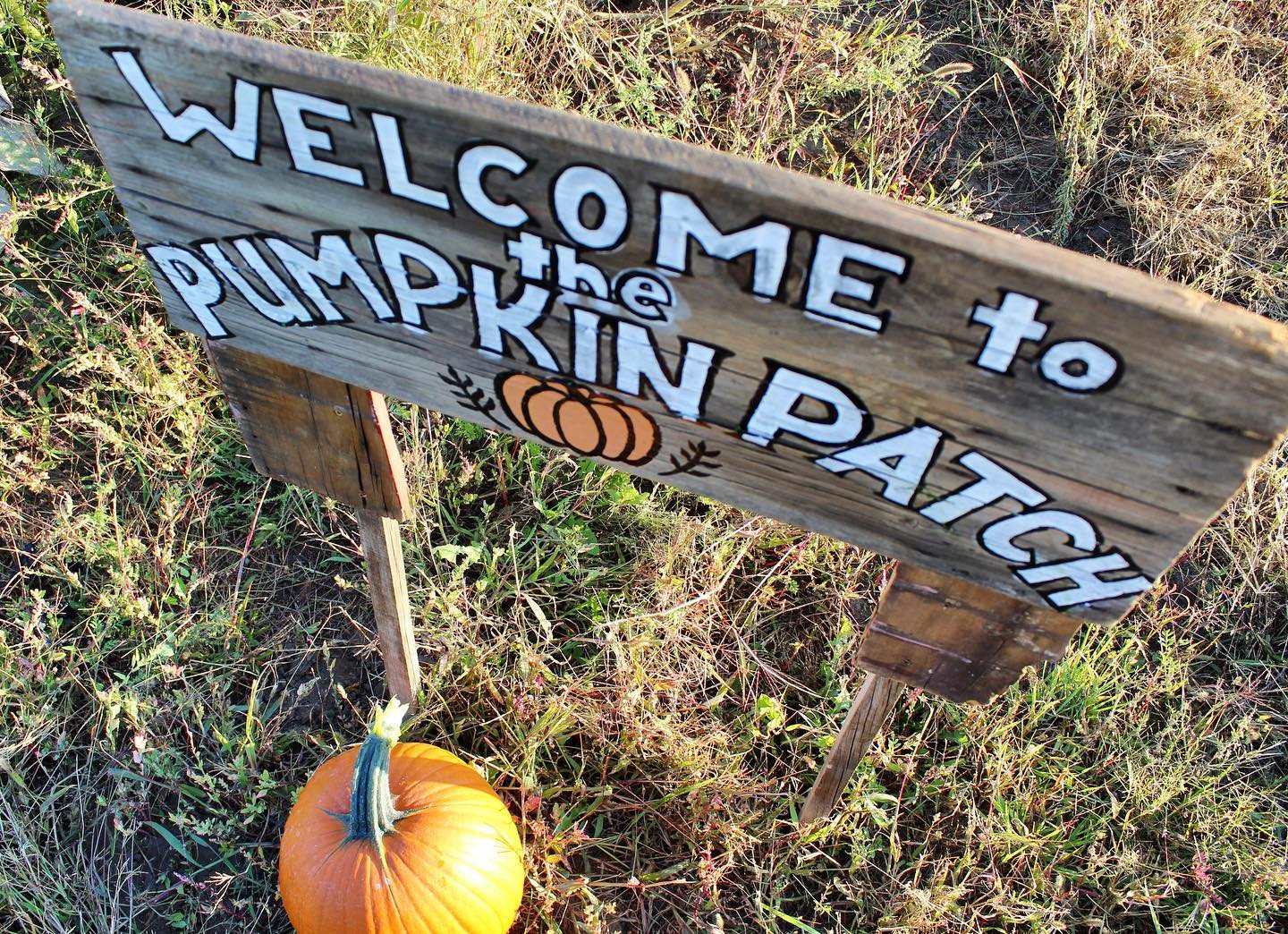 pick your own pumpkin patch