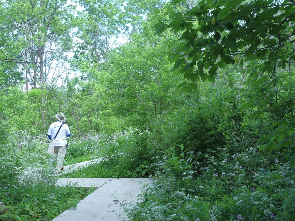 Thames River Trail Boardwalk