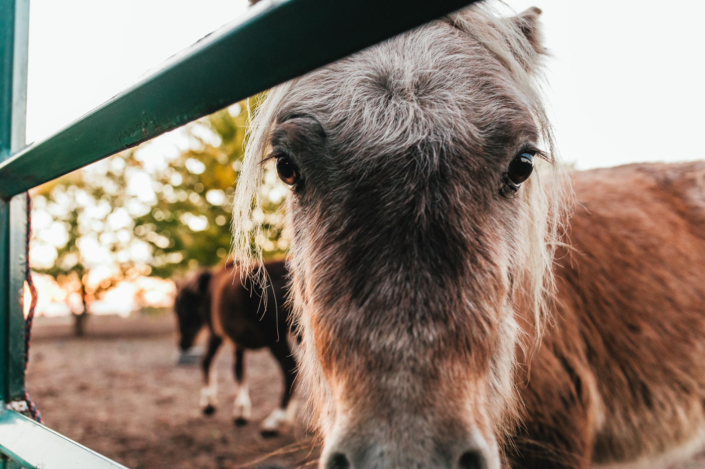 Transitions Experience Therapy Horse