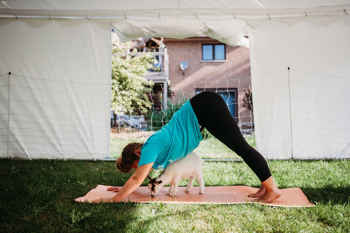 goat yoga at udderly ridiculous