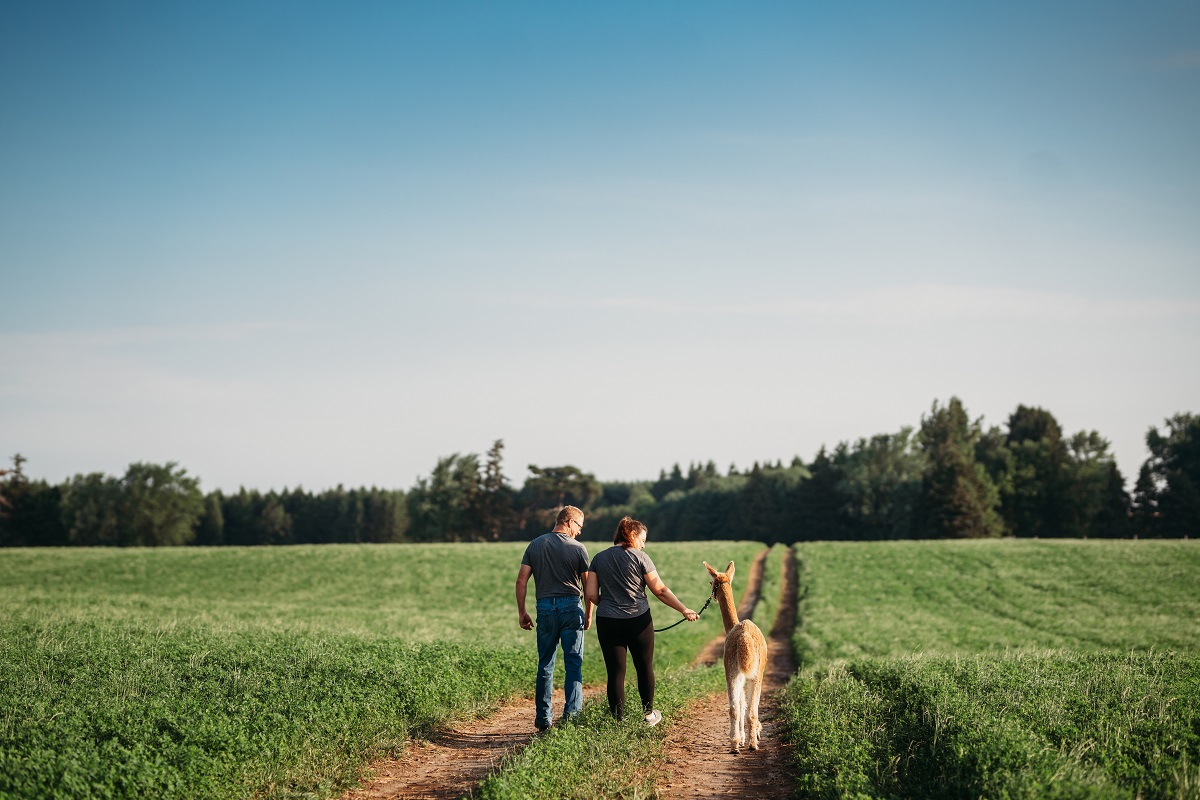 two people walking an alpaca