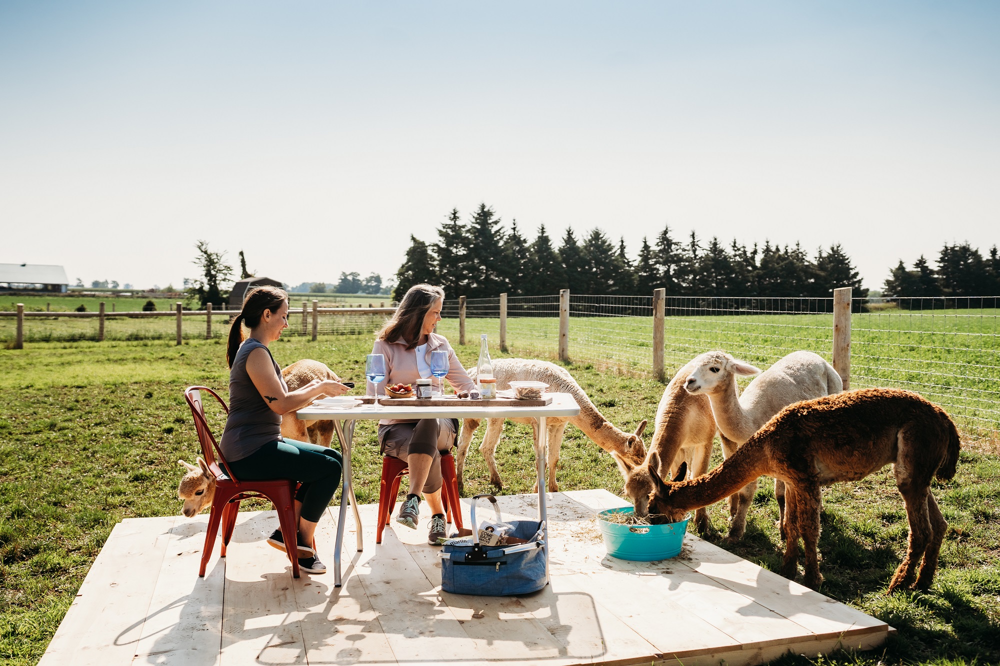 Udderly Ridiculous Picnic