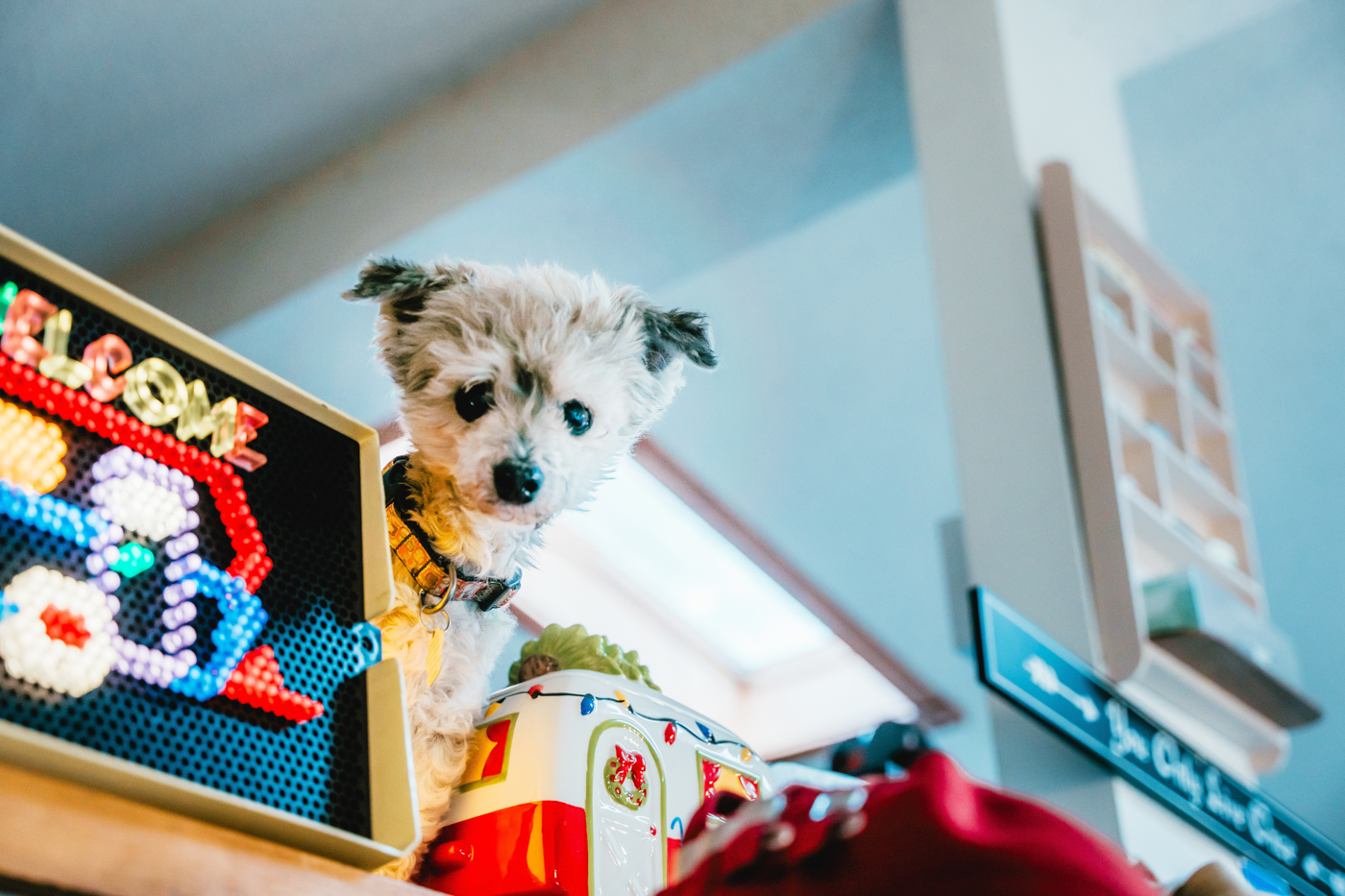 A friendly lapdog peeks at the camera, sat beside a lightbrite with a camper design