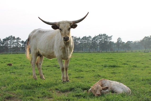 long horn in tall grass