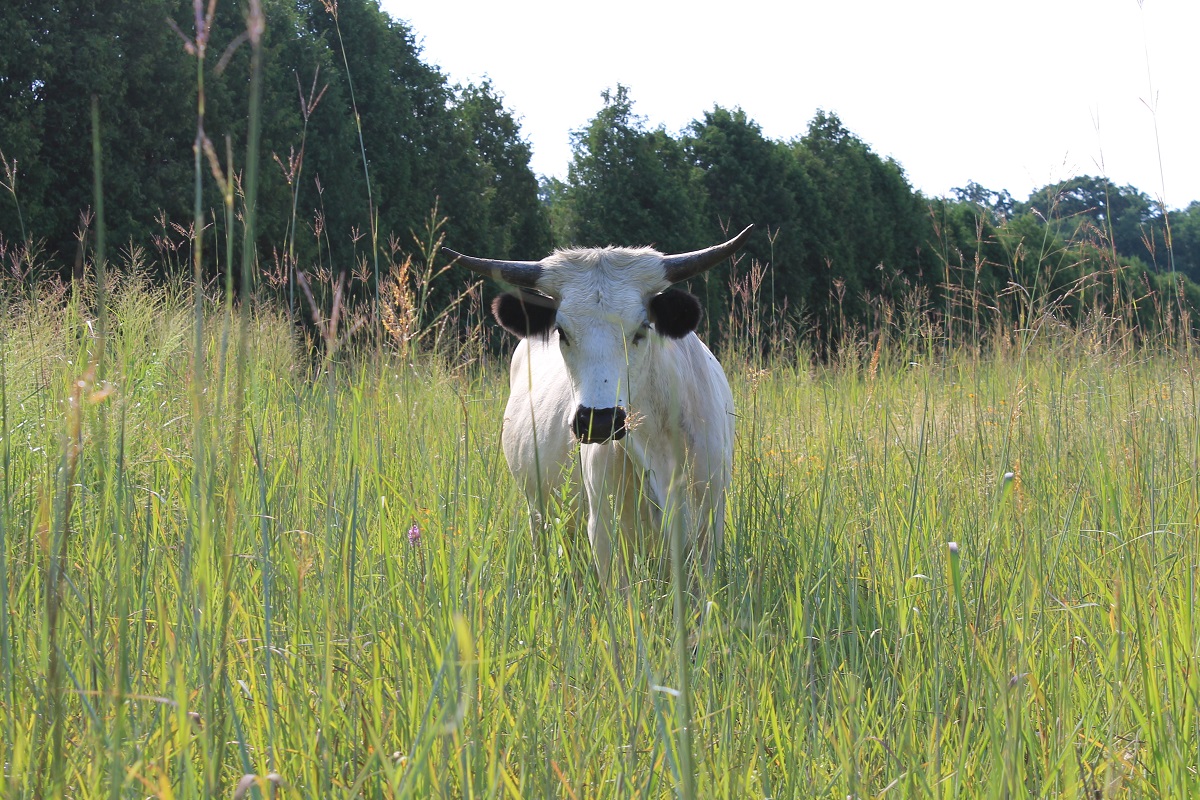 cattlein tall grass