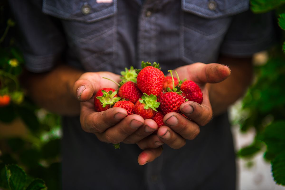 GodelieStrawberries