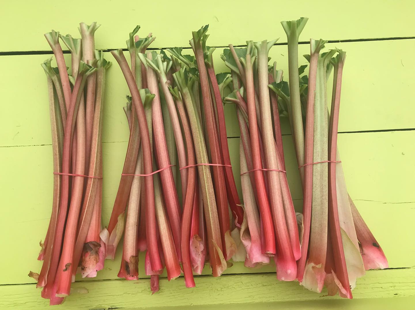 rhubarb01