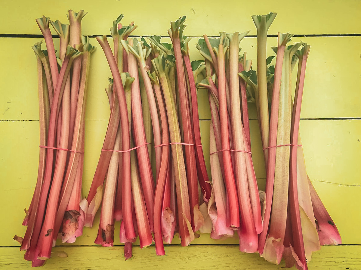 closeup shot of rhubarb stalks on a bright yellow picnic table