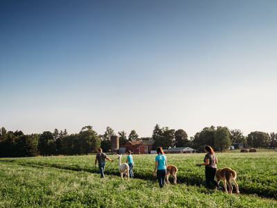 Alpaca Walks