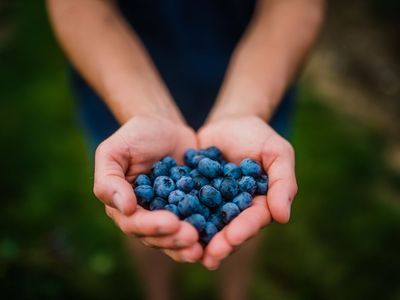 Discover Berrylicious Fruit Farm