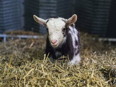 Goat Cuddles