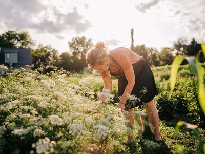 Fresh Blooms: A Cut-Your-Own Flowers Experience