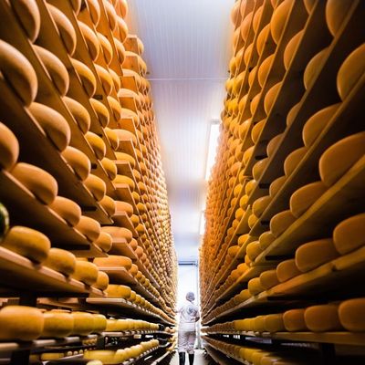 Cheese and Dairy Makers