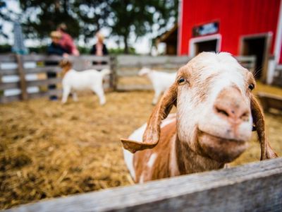 3 Back Road Trip Ideas for Fall Farm Fun 3 Back Road Trip Ideas for Fall Farm Fun