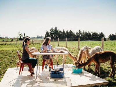 Alpaca Picnics