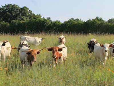 Y U Ranch: Where sustainability meets agriculture