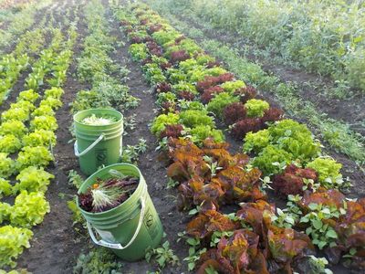 Ann Slater Fresh Organic Vegetables