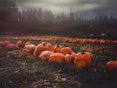 Pick-Your-Own Pumpkins